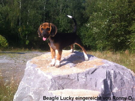 Beagle Lucky Foto