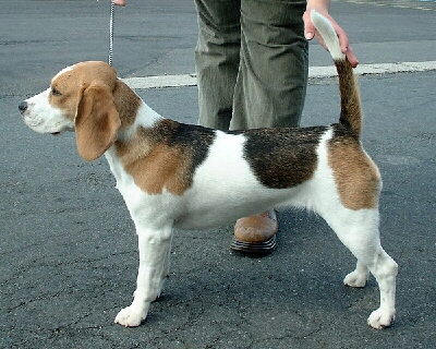 Der Beagle Bild