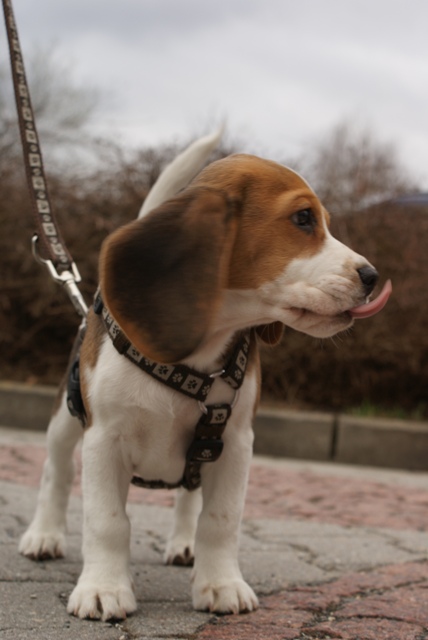 Beagle Bonzo eingereicht von Sven Weber