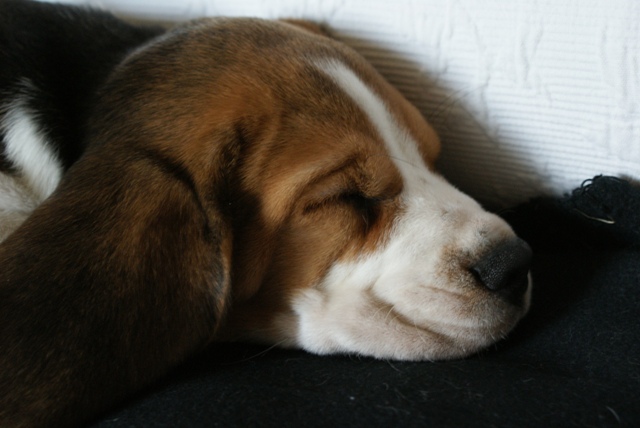 Beagle Bonzo eingereicht von Sven Weber