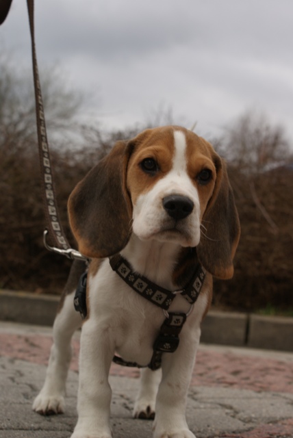 Beagle Bonzo eingereicht von Sven Weber