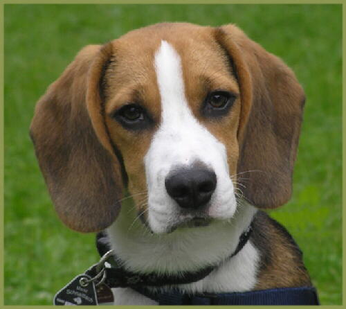 Beagle eingereicht von Christian K.