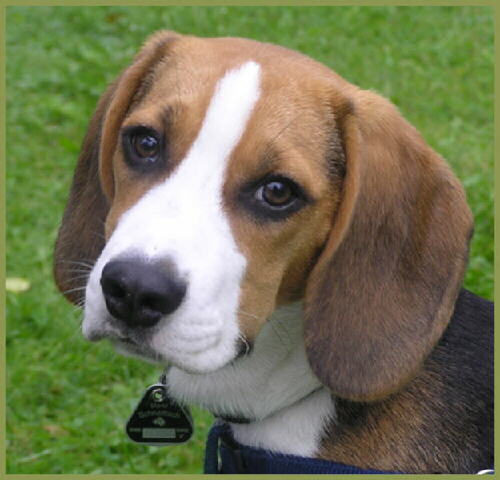 Beagle eingereicht von Christian K.
