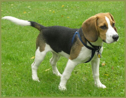 Beagle eingereicht von Christian K.