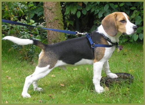 Beagle eingereicht von Christian K.