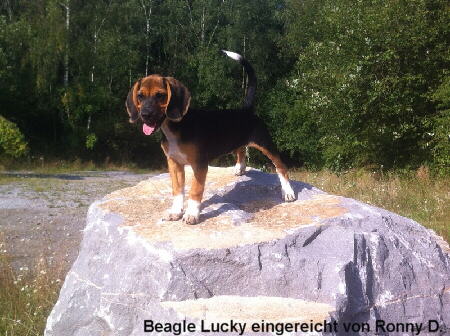 Beagle Lucky Foto