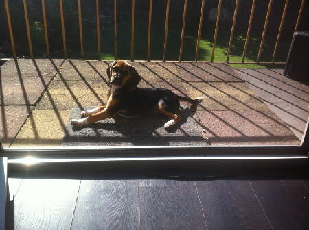 Beagle Lucky 2 Foto