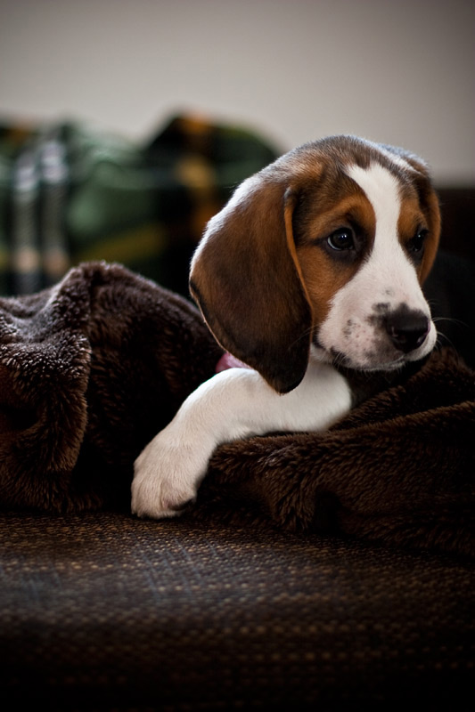 Beagle Nanook eingereicht von Frauke Morsch