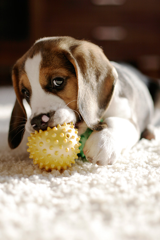 Beagle Nanook eingereicht von Frauke Morsch