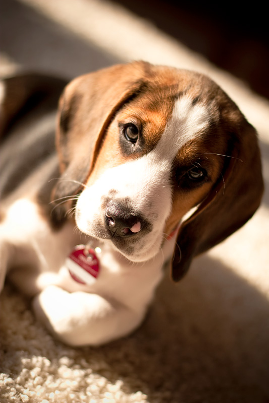 Beagle Nanook eingereicht von Frauke Morsch