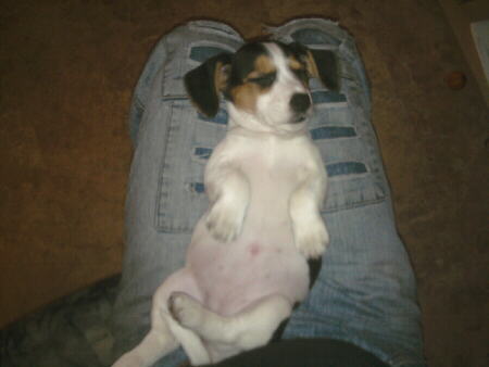 Beagle S. Jack 1 Foto