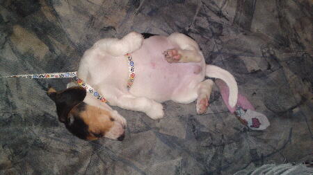 Beagle S. Jack 2 Foto