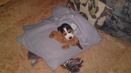 Beagle S. Jack 3 Foto