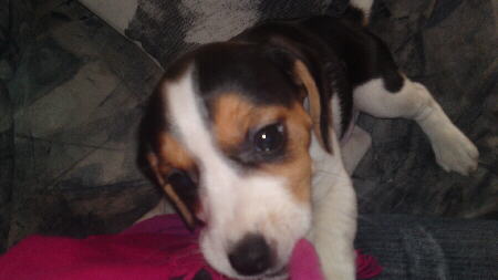 Beagle S. Jack 4 Foto