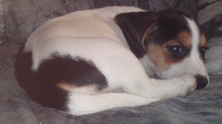 Beagle S. Jack 5 Foto