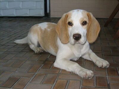 Beagle Foto