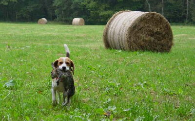 Beagle Bild