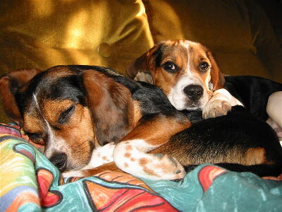 Beagle Foto